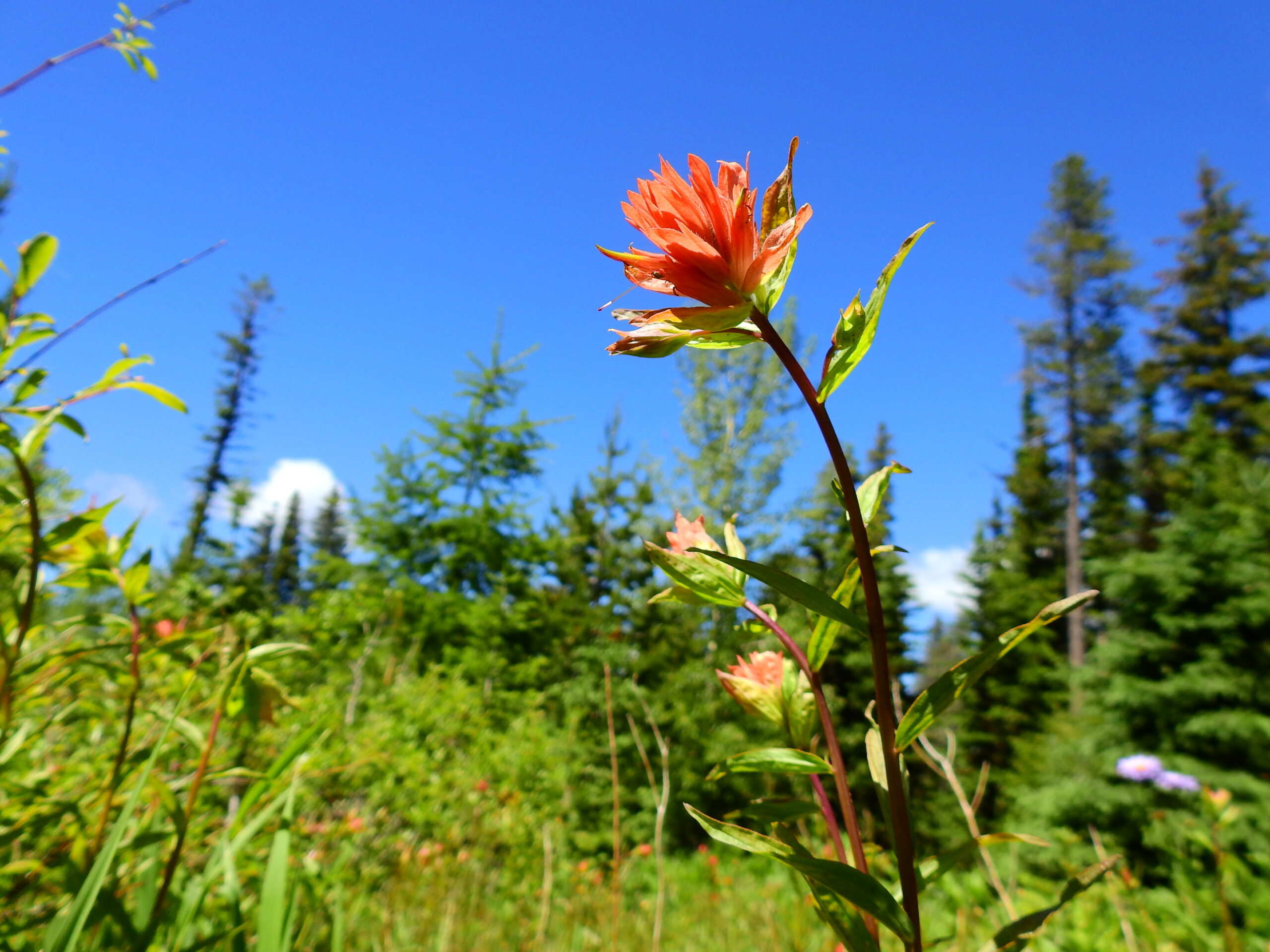 Encouragement That Works: From Strengths to Stretch